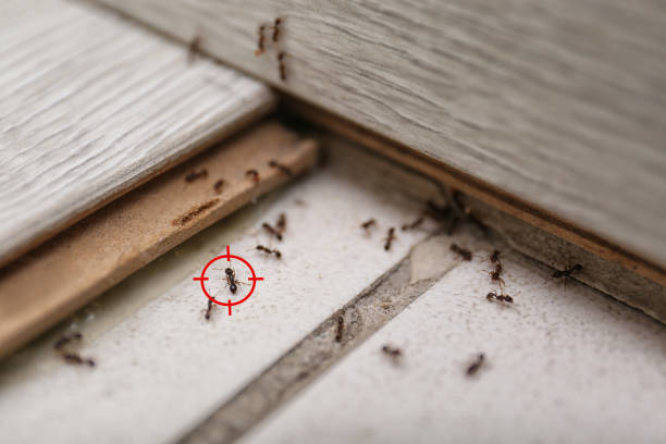 Best Pest Control for Businesses  in Scobey, MT